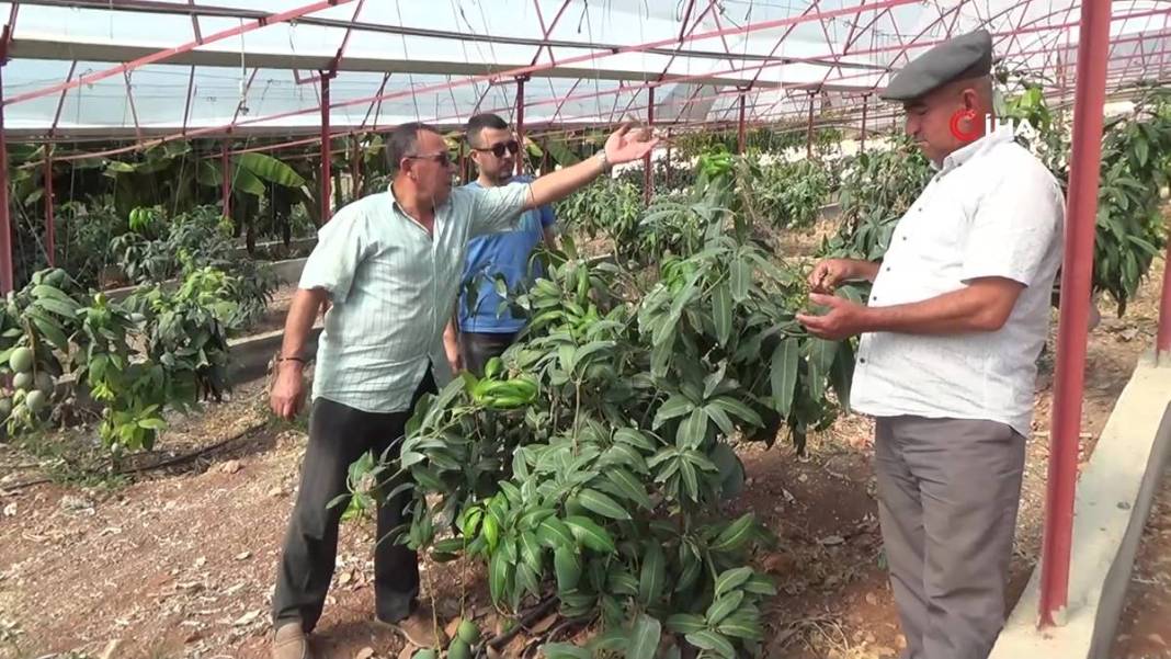 Domatesleri söküp tüm serasına bu meyveden ekti: Şimdi kazandığı parayı hesaplayamıyor! Kilosu 200 TL 2